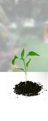 Seedling